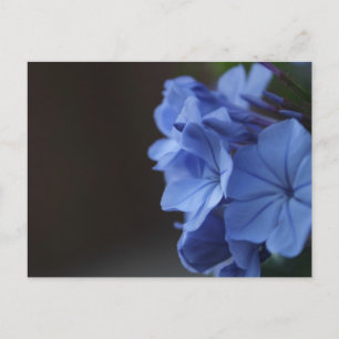 Postal Flores azules