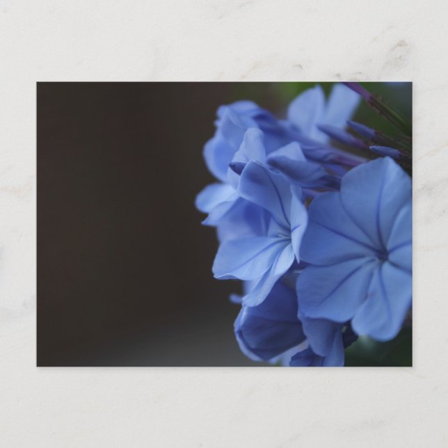 Postal Flores azules (Anverso)
