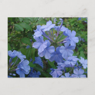 Postal - Flores azules