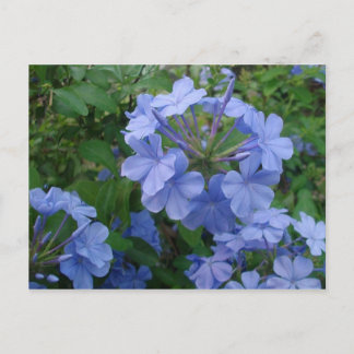 Postal - Flores azules