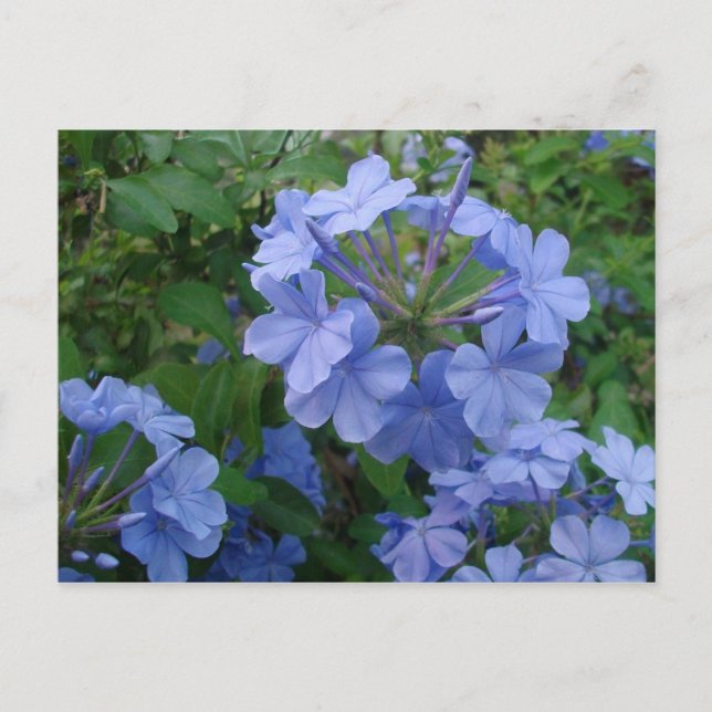 Postal - Flores azules (Anverso)