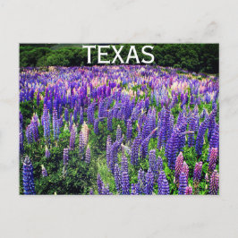 Postal Flores azules de Bluebonnets Texas Texan Floral