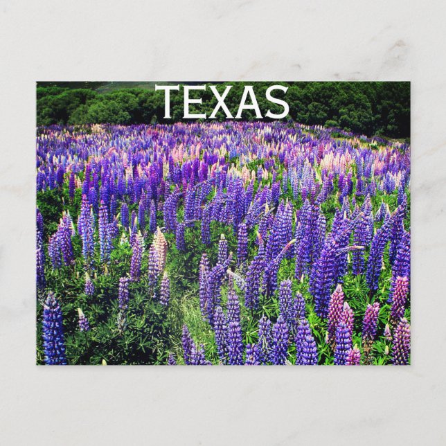 Postal Flores azules de Bluebonnets Texas Texan Floral (Anverso)