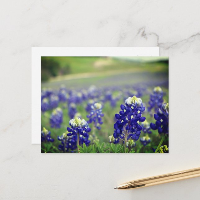 Postal Flores azules de Bluebonnets Texas Texan Floral (Anverso/Reverso In Situ)