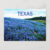 Flores azules de Bluebonnets Texas Texan Floral