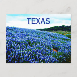 Postal Flores azules de Bluebonnets Texas Texan Floral