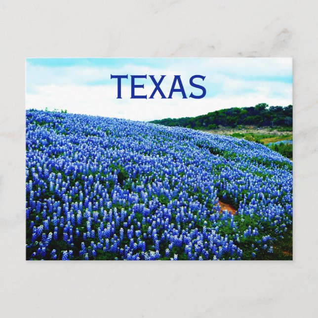 Postal Flores azules de Bluebonnets Texas Texan Floral (Anverso)