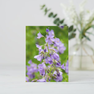 Postal Flores azules delgadas en un campo verde en primav