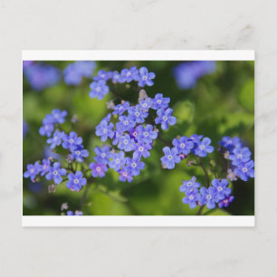 Postal Flores azules flores flores destruyen el vino del