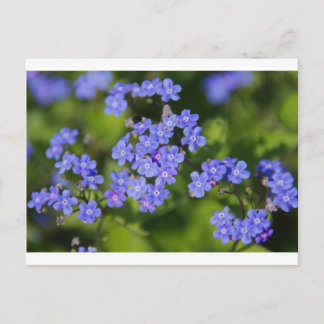 Postal Flores azules flores flores destruyen el vino del 