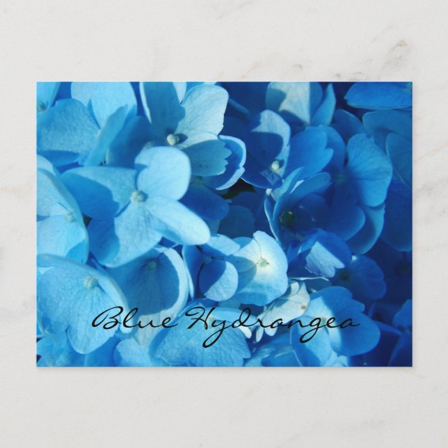 Postal Flores azules, hortensia (Anverso)