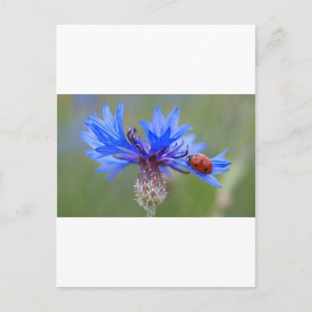 Postal Flores azules Ladybug Peace Love Destine Art Vine (Anverso)