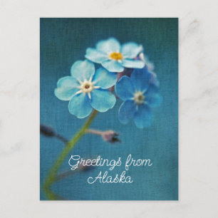 Postal Flores azules No me olvides Saludos desde Alaska