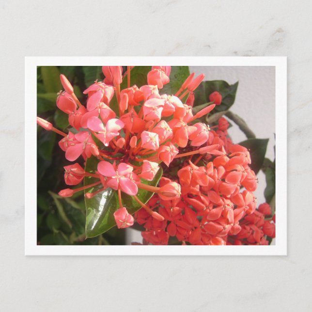 Postal Flores bahamesas (Anverso)