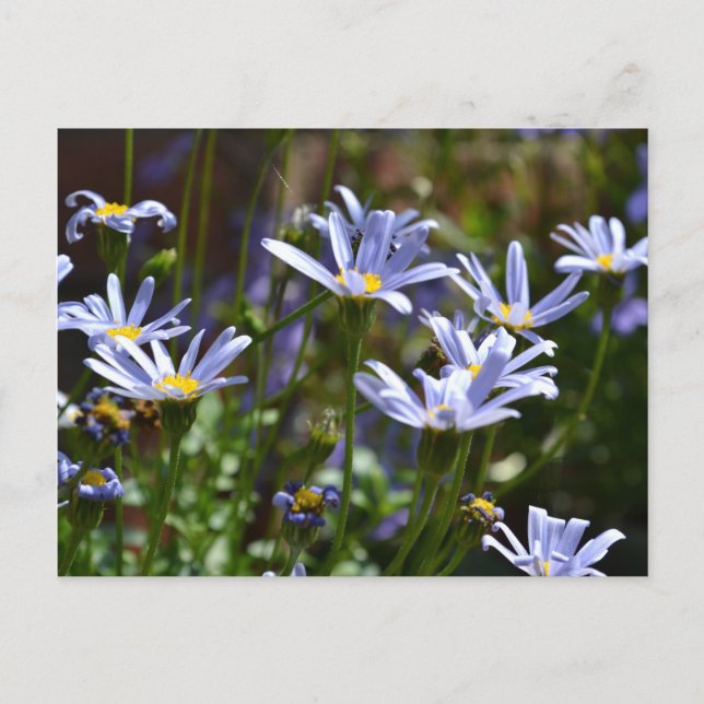 Postal Flores bajo el sol (Anverso)