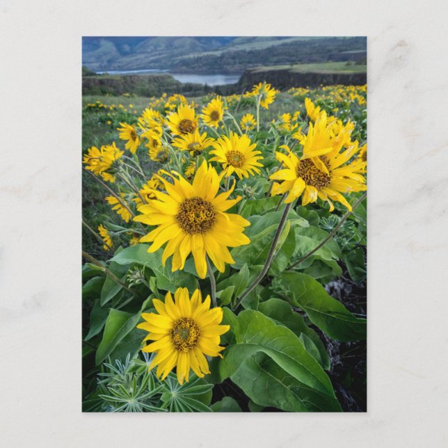 Postal Flores | Balsomroot Río Columbia, Oregón (Anverso)