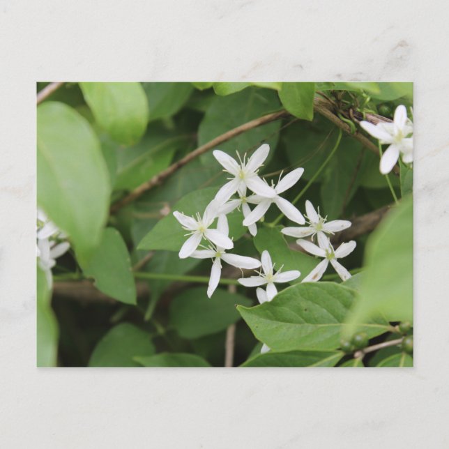 Postal Flores blancas #2 (Anverso)