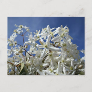 Postal Flores blancas, cielo azul