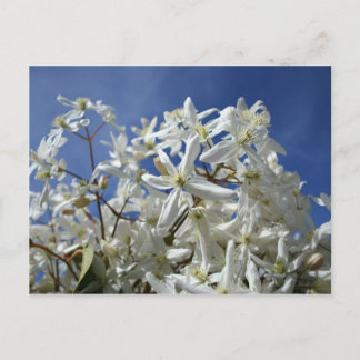 Postal Flores blancas, cielo azul