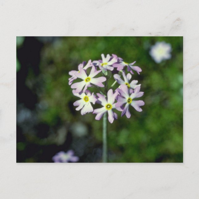 Postal flores blancas de aleta de aleta (Primula Laurenti (Anverso)