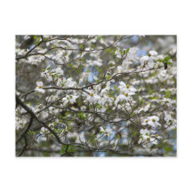Flores blancas de árbol de dogwood