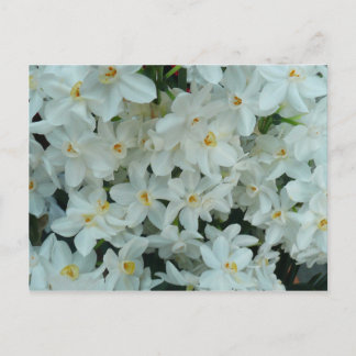 Postal Flores blancas de arcissus paperblancas
