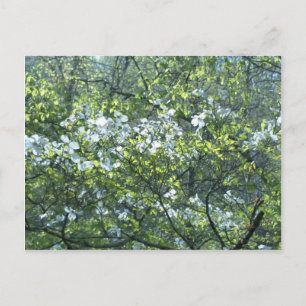 Postal flores blancas de madera de dogma
