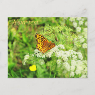 Postal Flores blancas de mariposa negra y naranja