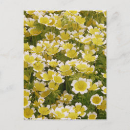 Postal Flores blancas de oro soleado