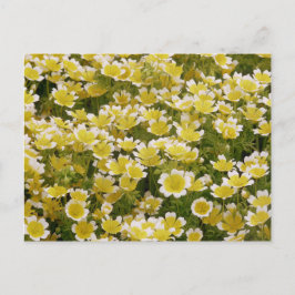 Postal Flores blancas de oro soleado