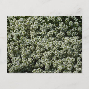 Postal Flores blancas de Sweet Alyssum