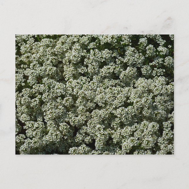 Postal Flores blancas de Sweet Alyssum (Anverso)
