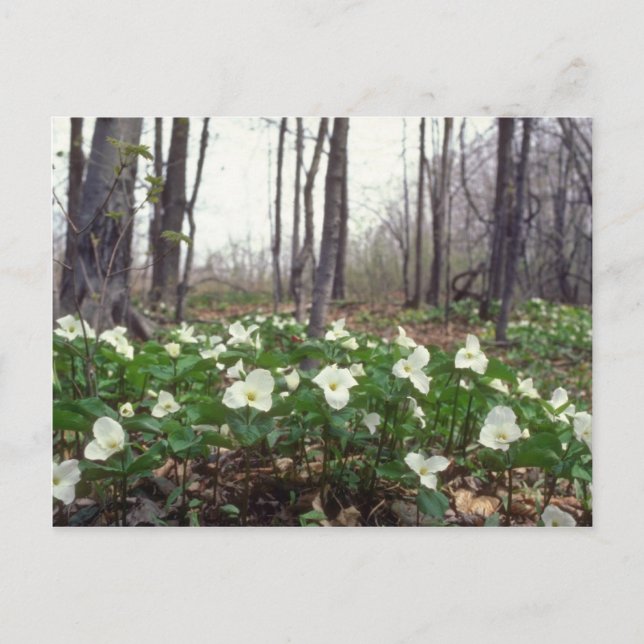 Postal flores blancas del trillium blanco (Anverso)