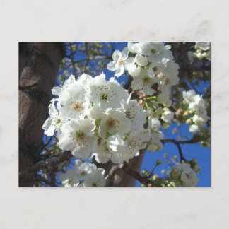 Postal Flores blancas en el árbol perverso ornamental