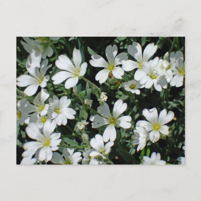 Postal Flores blancas en un día brillante (Anverso)