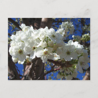 Postal Flores blancas II Árbol de flores primavera