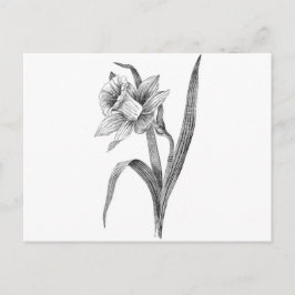 Postal flores blancas negras daffodil vintage