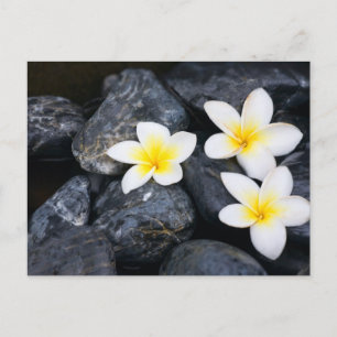 Postal Flores blancas sobre las piedras negras