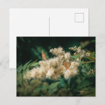 Flores Blancas Suaves con Mariposas