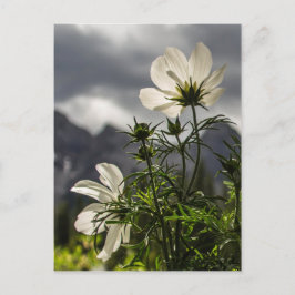 Postal Flores blancas y montañas