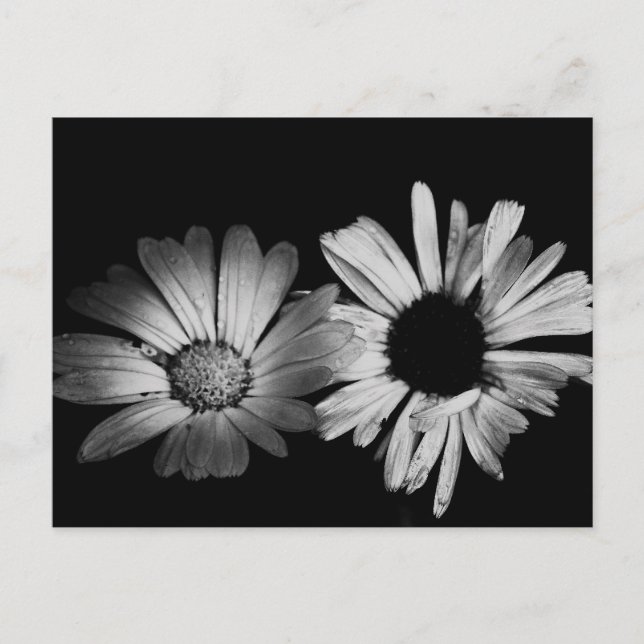 Postal Flores blancas y negras (Anverso)