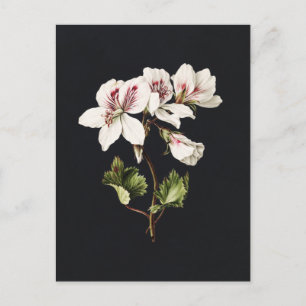 Postal Flores blancas y rosas antiguas en negro