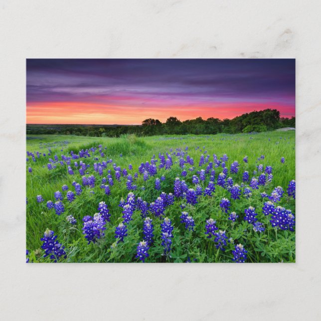 Postal Flores | Bluebonnets en Sunset Texas (Anverso)