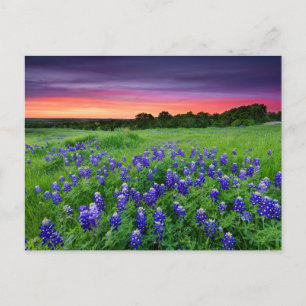 Postal Flores   Bluebonnets en Sunset Texas