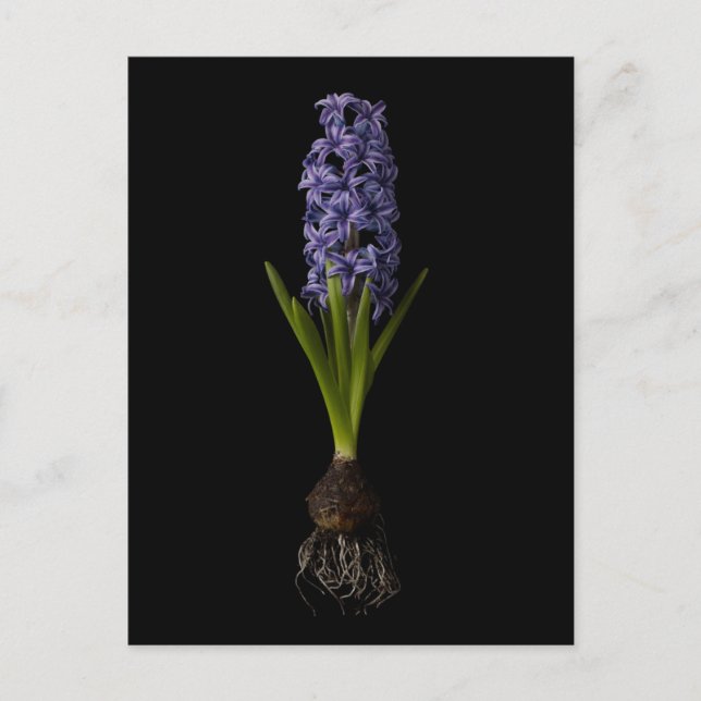 Postal Flores | Bombilla morada de jacinto (Anverso)