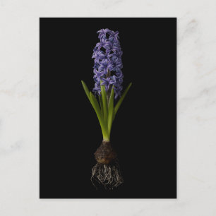 Postal Flores   Bombilla morada de jacinto