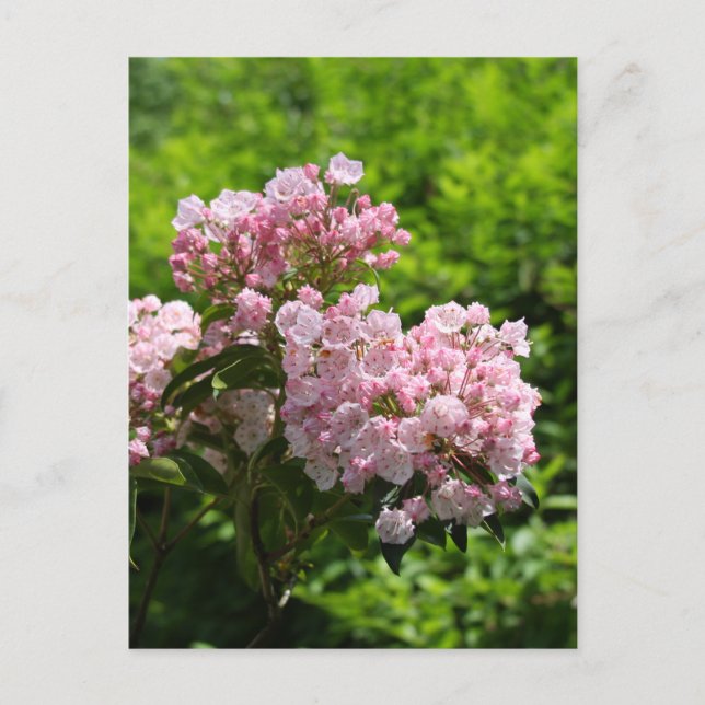 Postal Flores bonitas de Laurel de Montaña Rosa (Anverso)