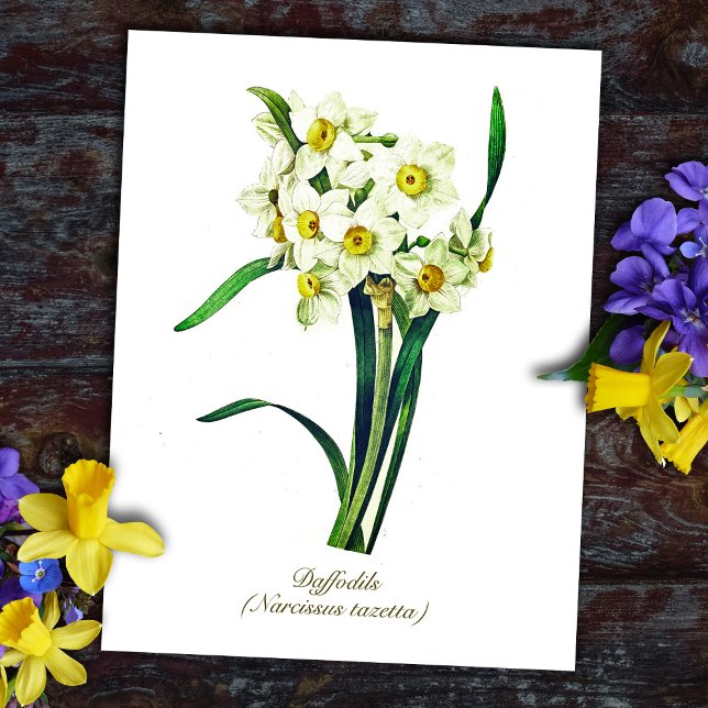 Postal Flores botánicas de época elegantes Daffodils blan (Subido por el creador)