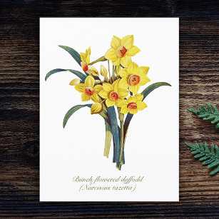 Postal Flores Botánicas Vintage Elegantes Daffodils Amari