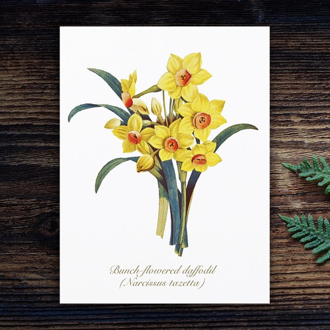 Postal Flores Botánicas Vintage Elegantes Daffodils Amari (Subido por el creador)